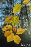 Beuk (Fagus sylvatica)