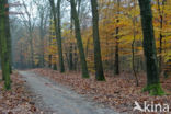 Beuk (Fagus sylvatica)