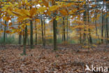 Beuk (Fagus sylvatica)