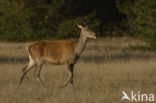 Edelhert (Cervus elaphus)