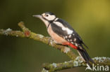 Grote Bonte Specht (Dendrocopos major)