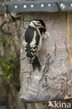 Grote Bonte Specht (Dendrocopos major)