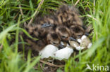 Grutto (Limosa limosa)