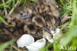 Grutto (Limosa limosa)