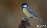 Koolmees (Parus major)