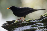 Merel (Turdus merula)