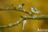 Pimpelmees (Parus caeruleus)