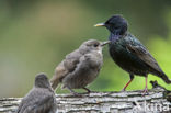 Spreeuw (Sturnus vulgaris)