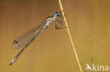 Tangpantserjuffer (Lestes dryas)