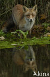 Vos (Vulpes vulpes)