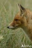 Vos (Vulpes vulpes)