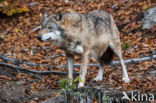 Wolf (Canis lupus)