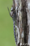 Azuurglazenmaker (Aeshna caerulea)