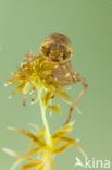 Azuurglazenmaker (Aeshna caerulea)