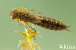 Azuurglazenmaker (Aeshna caerulea)