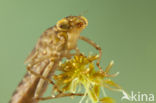 Azuurglazenmaker (Aeshna caerulea)