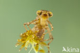 Azuurglazenmaker (Aeshna caerulea)