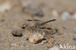 Brachythemis impartita