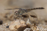 Brachythemis impartita