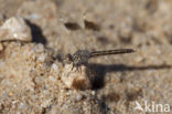 Brachythemis impartita