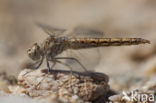 Brachythemis impartita