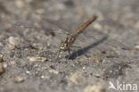 Brachythemis impartita