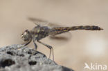 Brachythemis impartita