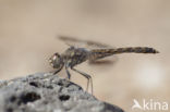 Brachythemis impartita