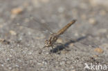 Brachythemis impartita