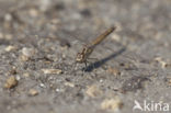 Brachythemis impartita