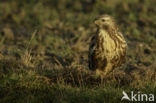 Buizerd (Buteo buteo)