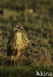 Buizerd (Buteo buteo)