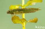 Getande glazenmaker (Aeshna serrata)