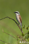 Grauwe Klauwier (Lanius collurio)