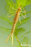 Koperen beekjuffer (Calopteryx haemorrhoidalis)