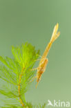 Koperen beekjuffer (Calopteryx haemorrhoidalis)