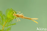 Koperen beekjuffer (Calopteryx haemorrhoidalis)