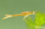 Koperen beekjuffer (Calopteryx haemorrhoidalis)