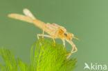 Koperen beekjuffer (Calopteryx haemorrhoidalis)