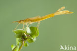 Koperen beekjuffer (Calopteryx haemorrhoidalis)