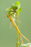 Koperen beekjuffer (Calopteryx haemorrhoidalis)