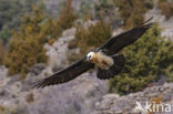 Lammergier (Gypaetus barbatus)