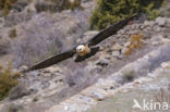 Lammergier (Gypaetus barbatus)