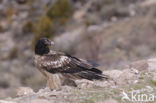 Lammergier (Gypaetus barbatus)