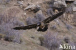 Lammergier (Gypaetus barbatus)