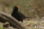 Merel (Turdus merula)