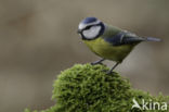 Pimpelmees (Parus caeruleus)