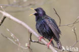 Spreeuw (Sturnus vulgaris)