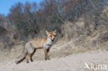 Vos (Vulpes vulpes)