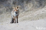 Vos (Vulpes vulpes)